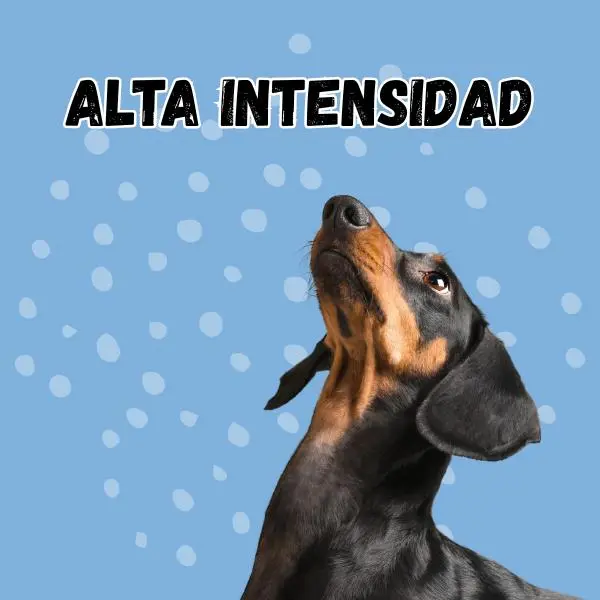 ALTA INTESIDAD