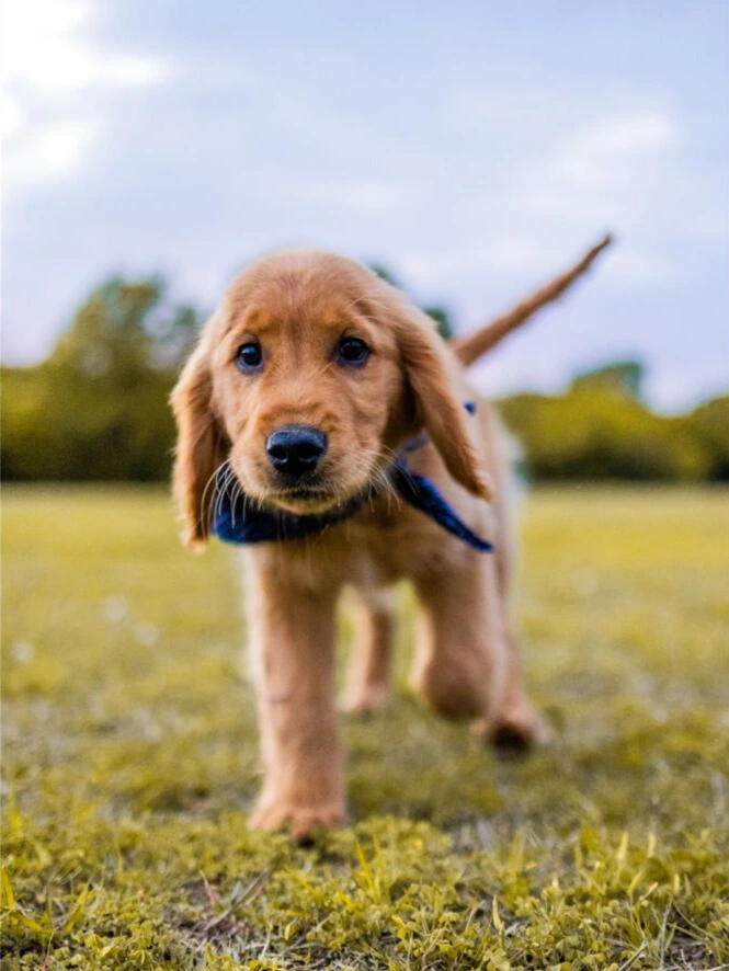 Cachorro