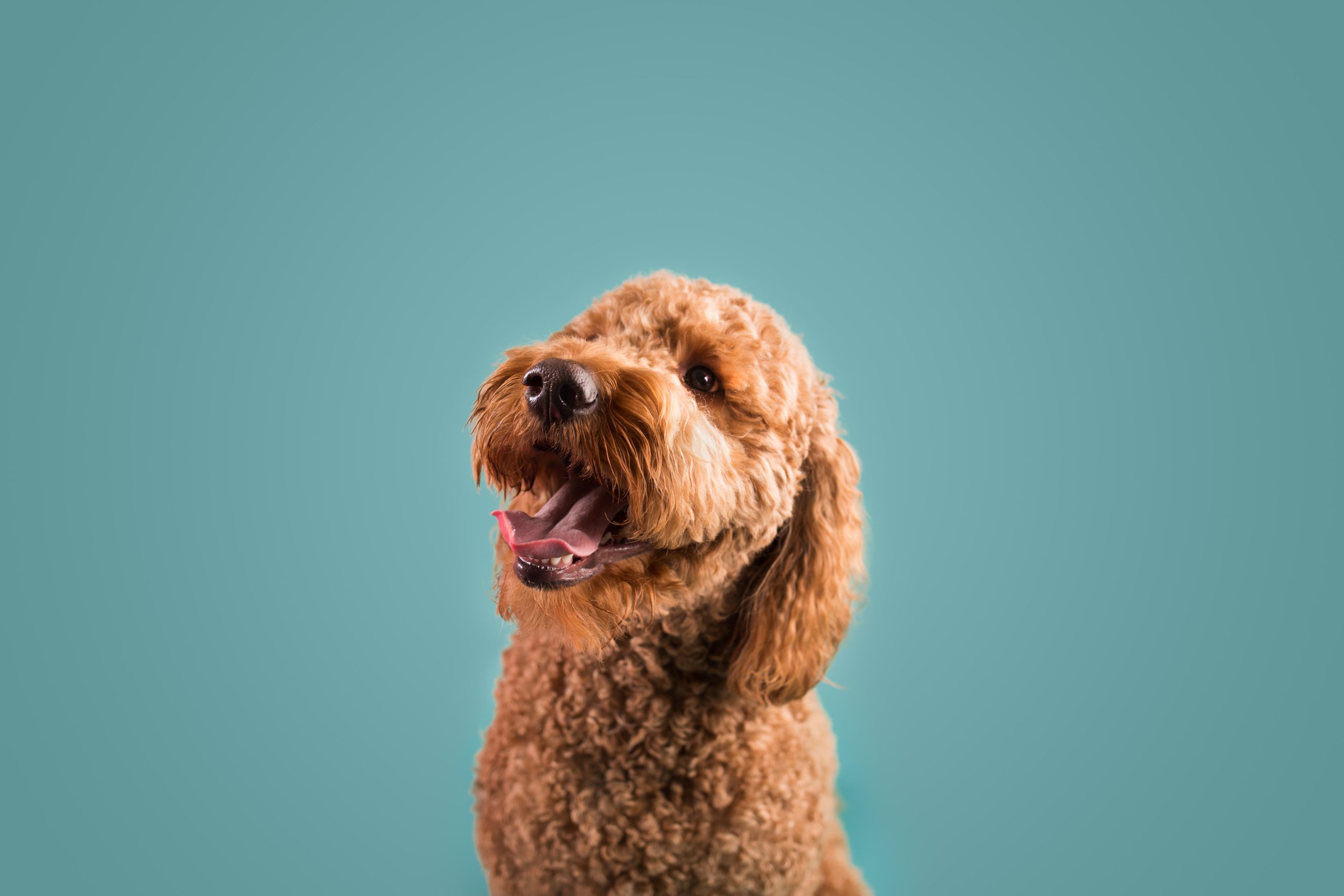 Perro