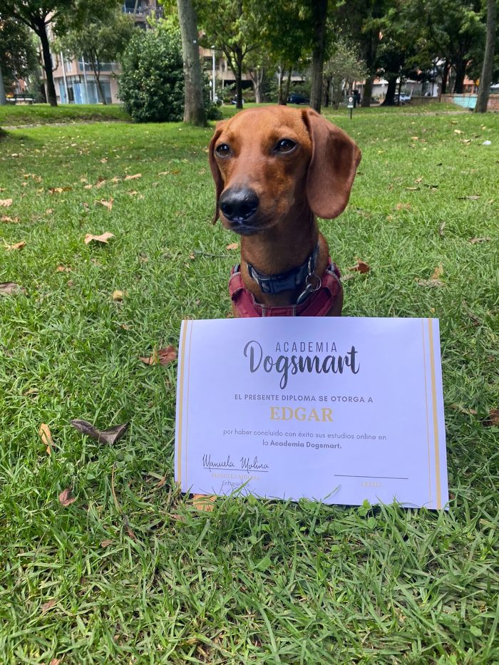 Edgar, perro salchicha, con su diploma de Dogsmart en el parque